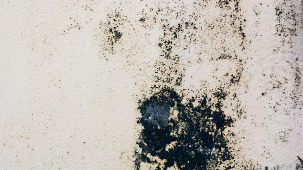 Cara Mengatasi Tembok Lembab agar Cat Tidak Cepat Mengelupas