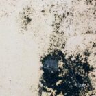 Cara Mengatasi Tembok Lembab agar Cat Tidak Cepat Mengelupas