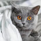 Cara agar Bulu Kucing Tidak Rontok dan Kenapa Makanan Jadi Faktor Penting