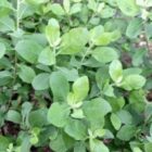 9 Manfaat Rebusan Daun Beluntas untuk Kesehatan, Menghilangkan Bau Badan hingga Gula Darah