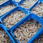 Pengusaha Sebut Kontaminasi Radioaktif Udang Jadi Taruhan Masa Depan Industri