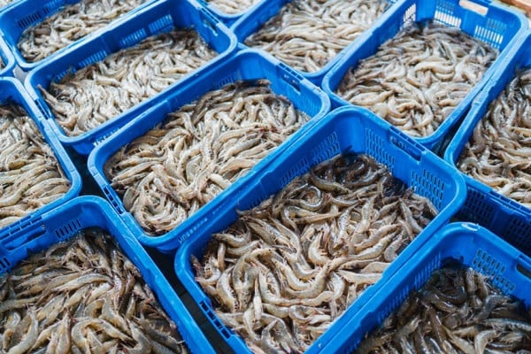 Pengusaha Sebut Kontaminasi Radioaktif Udang Jadi Taruhan Masa Depan Industri