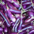 Panduan Menanam Terong Ungu, dari Bibit hingga Panen Berulang