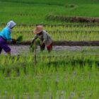 Ketahanan Pangan Nasional sebagai Pilar Kedaulatan