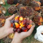 GAPKI Soroti Indonesia Belum Ada Acuan Harga Sawit yang Seragam